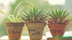 除甲醛擺放什么植物合適?