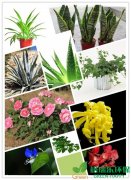 10種最能凈化空氣的植物