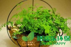 武漢凈化室內(nèi)空氣植物-鐵線(xiàn)蕨